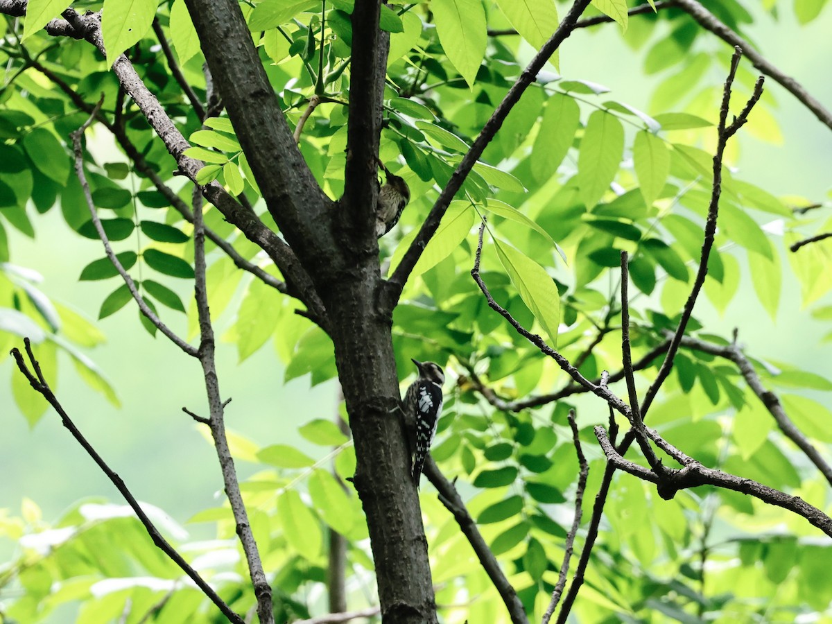 Gray-capped Pygmy Woodpecker - ML620119919