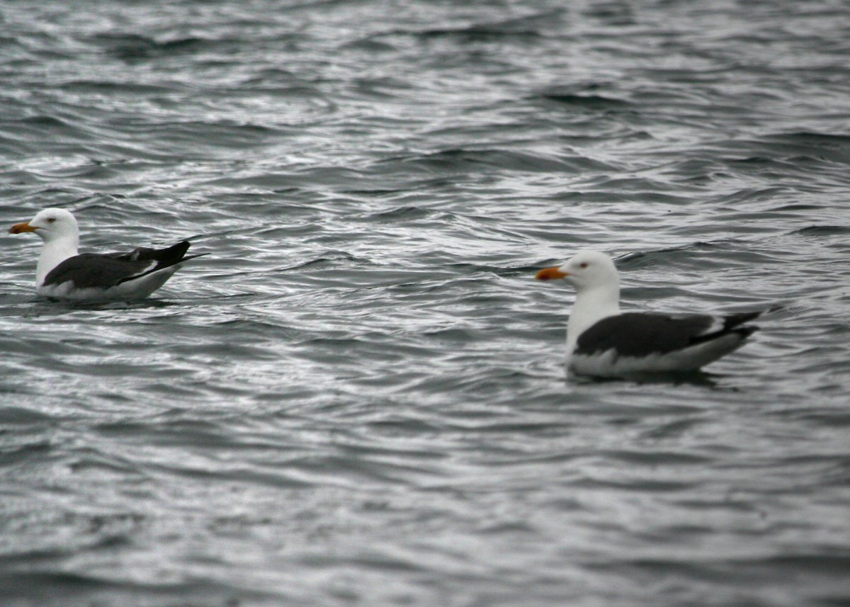 Lesser Black-backed Gull - ML620119944