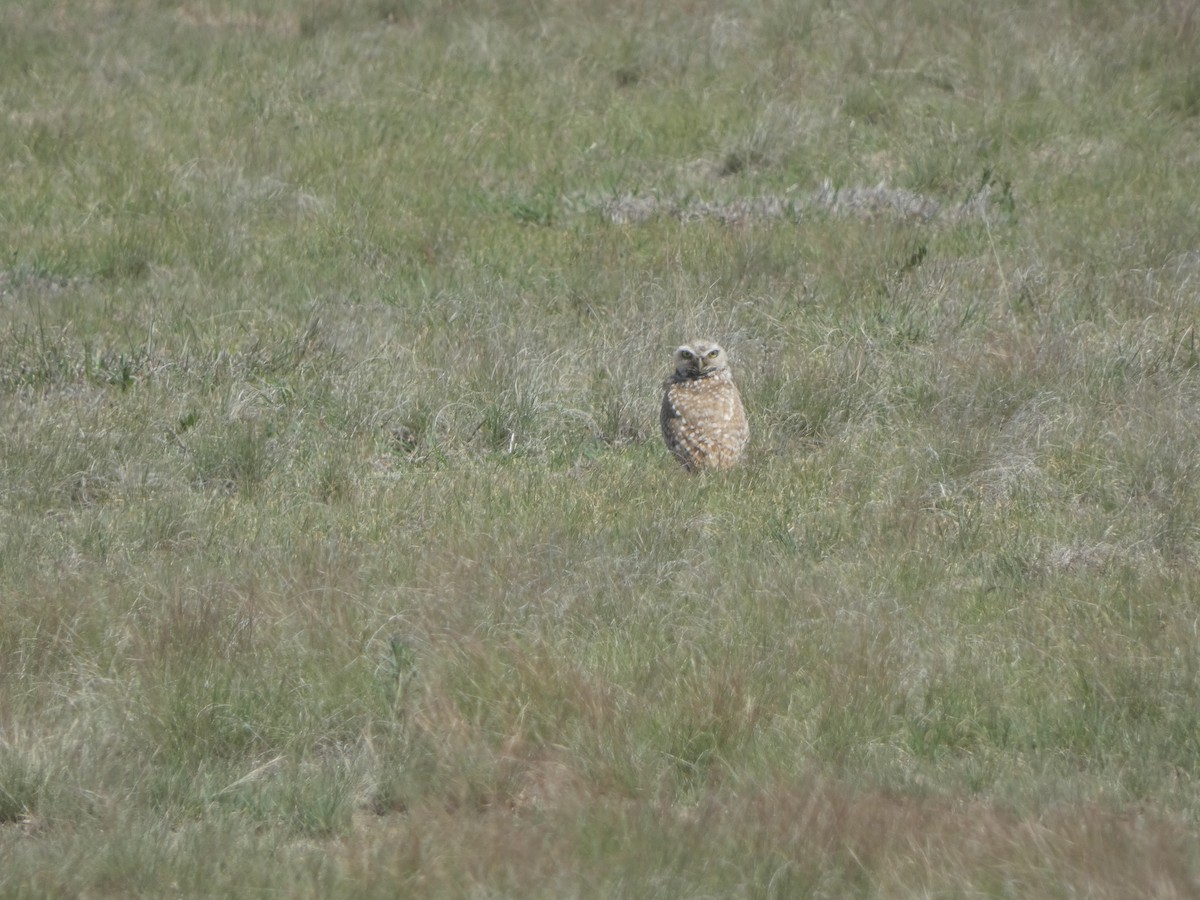 Burrowing Owl - ML620119948