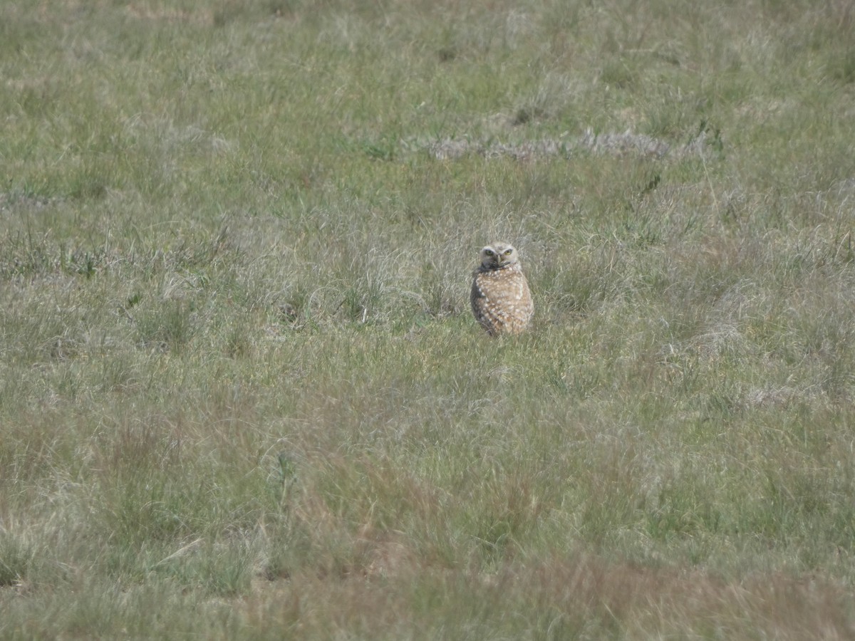 Burrowing Owl - Riley Lawson