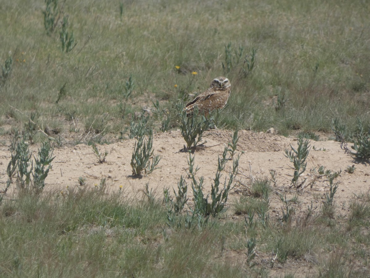 Burrowing Owl - ML620119949