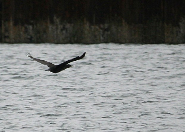 Great Cormorant - ML620119961