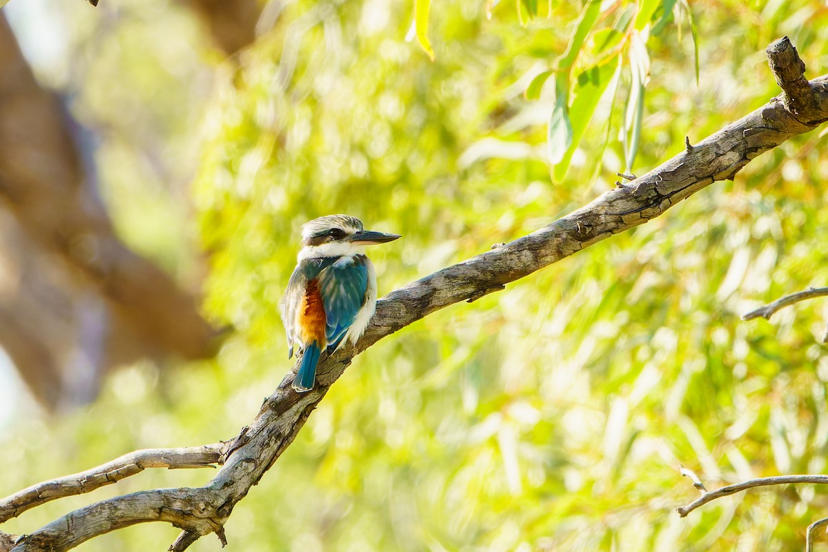 Red-backed Kingfisher - ML620119965