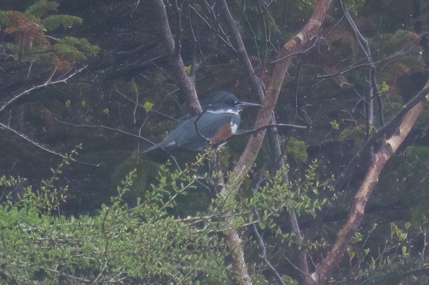 Belted Kingfisher - ML620119969
