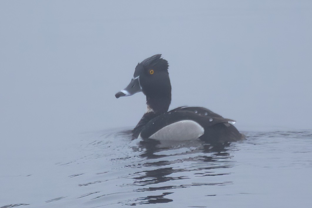 Ring-necked Duck - ML620119977