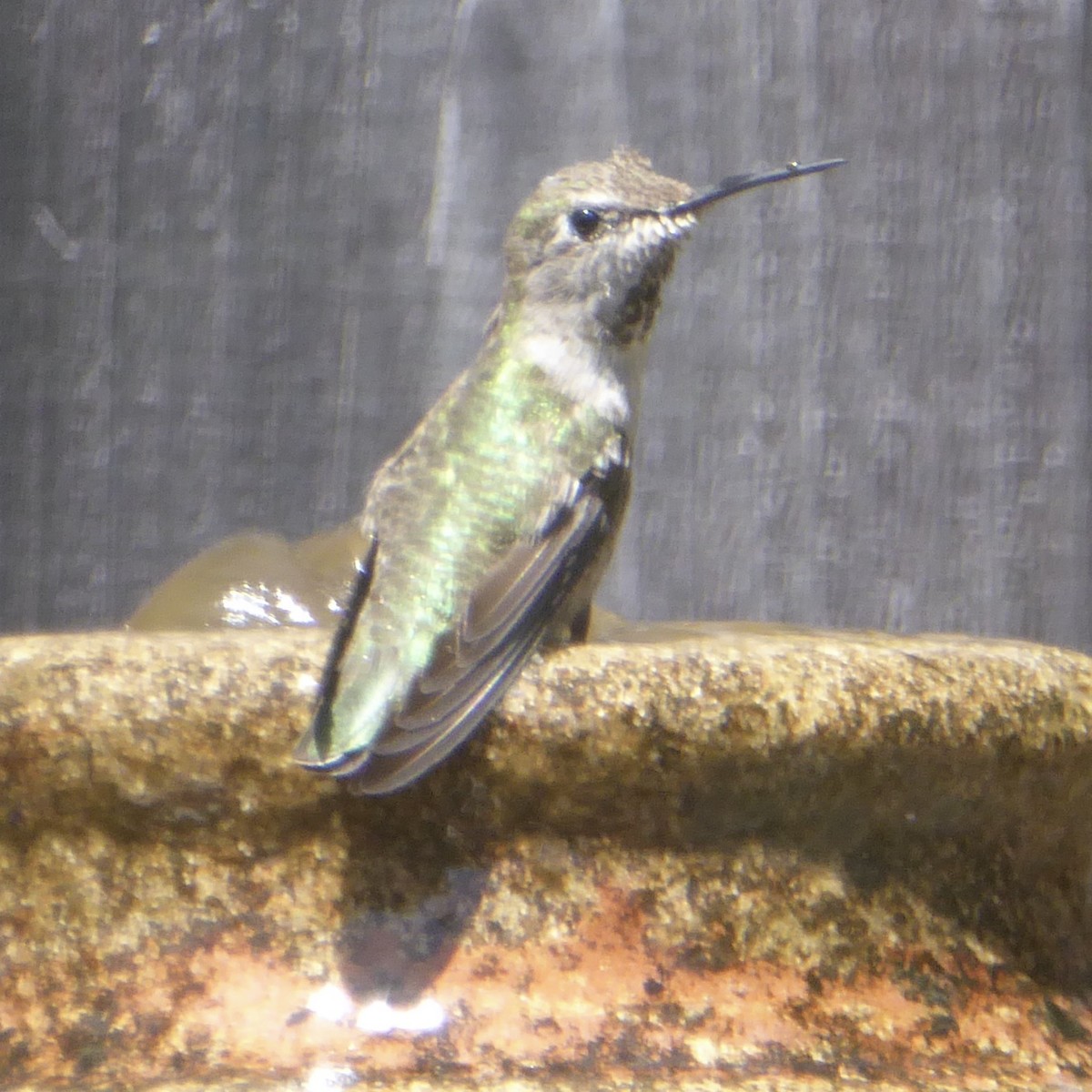 Anna's Hummingbird - ML620119982