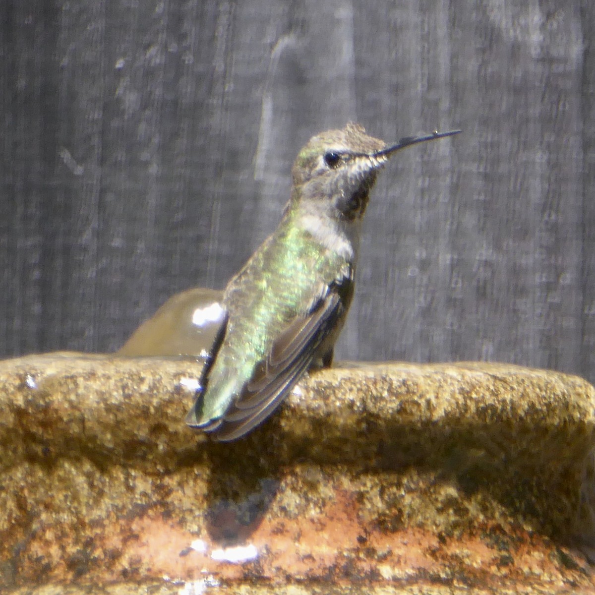 Anna's Hummingbird - ML620119986