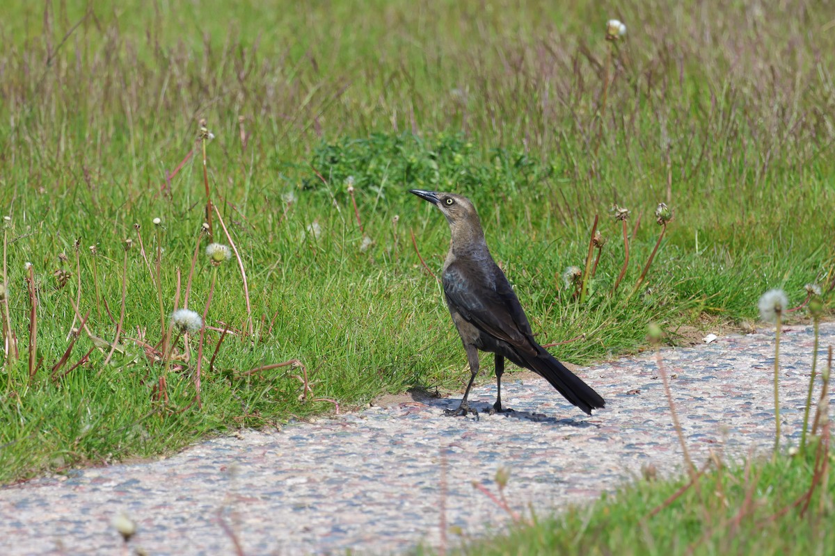 Great-tailed Grackle - ML620119993