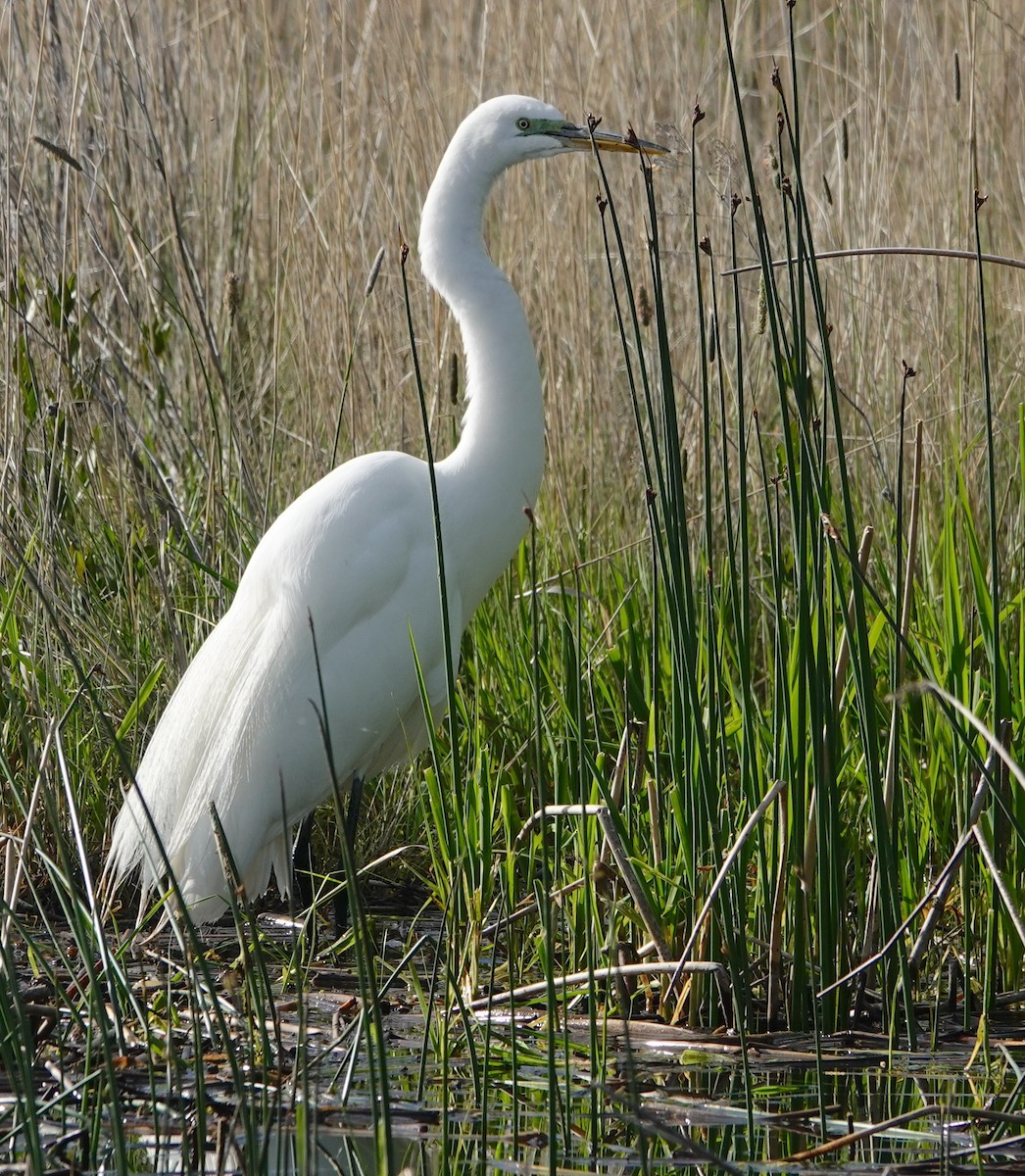 Great Egret - ML620119999