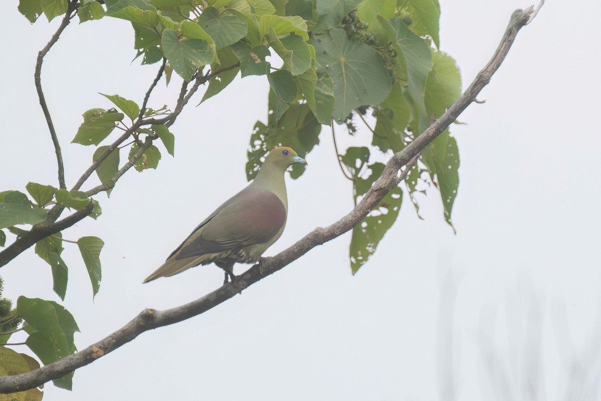 Whistling Green-Pigeon - ML620120016