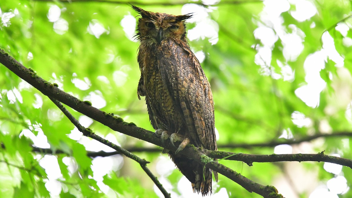 Great Horned Owl - ML620120017