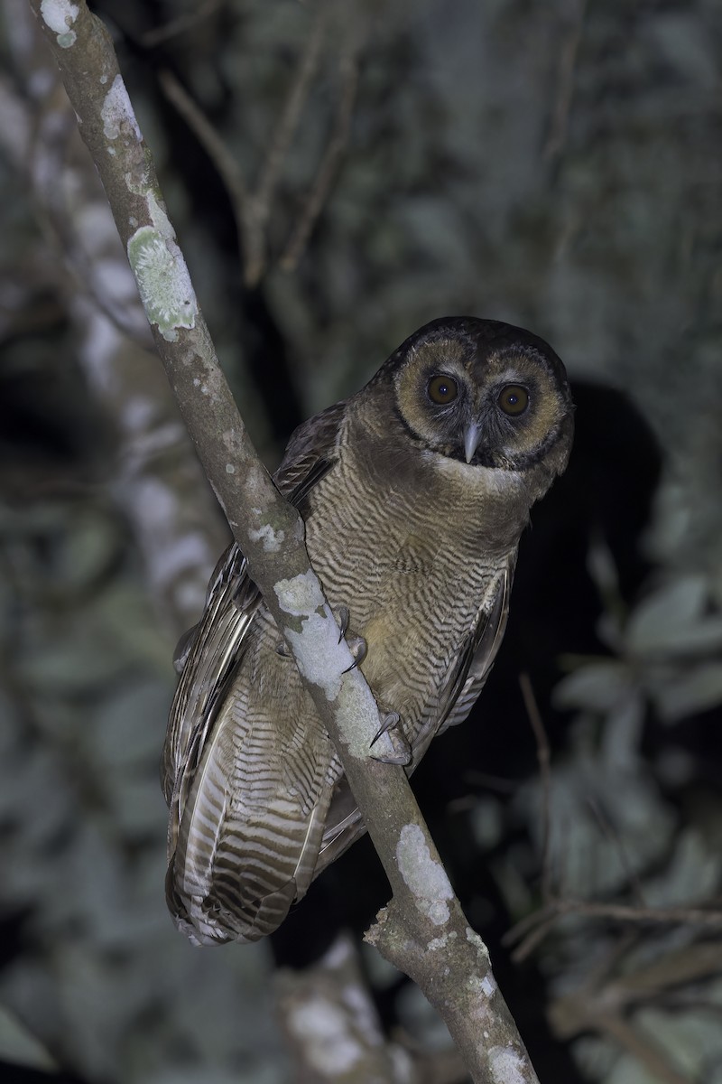 Brown Wood-Owl - ML620120028