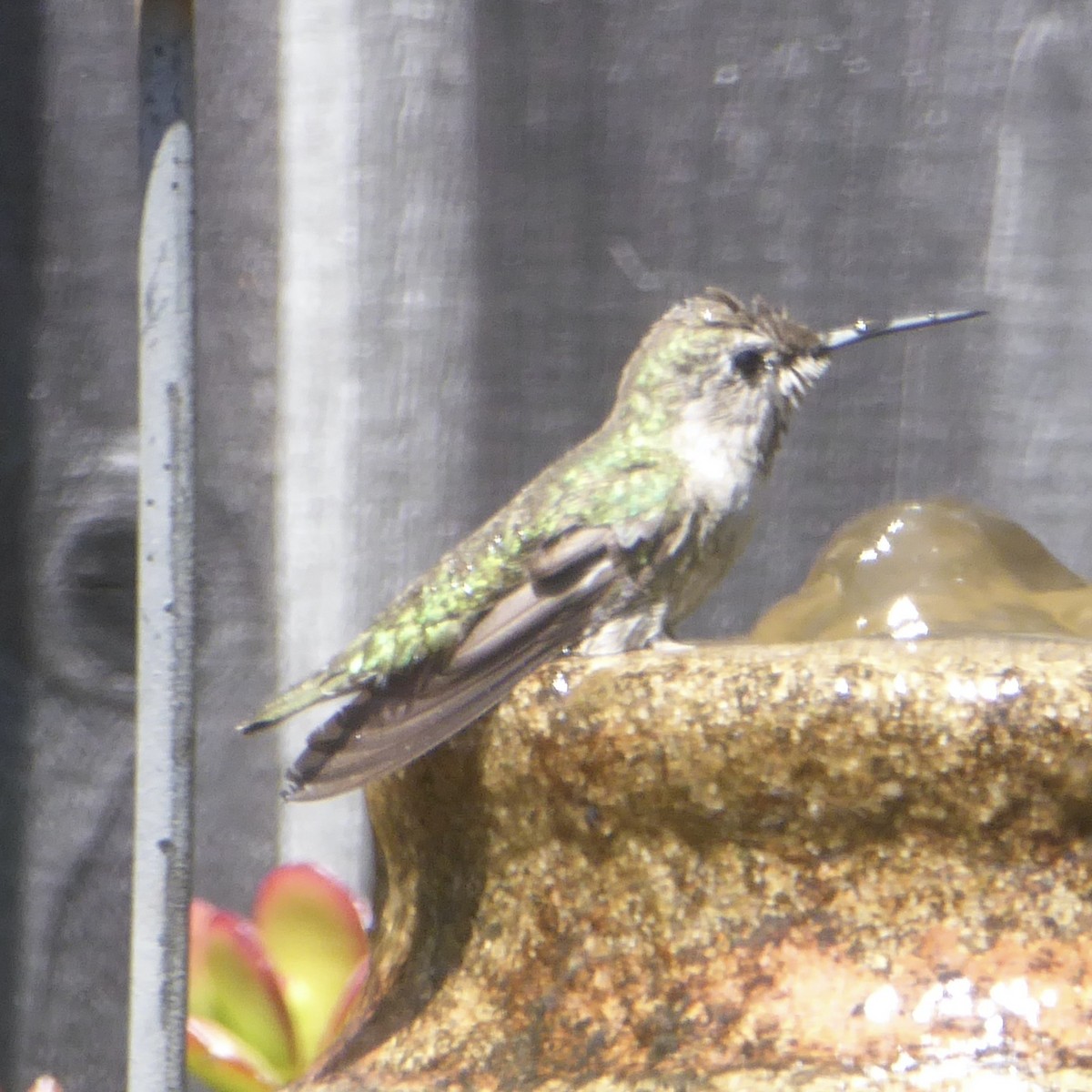 Anna's Hummingbird - ML620120039