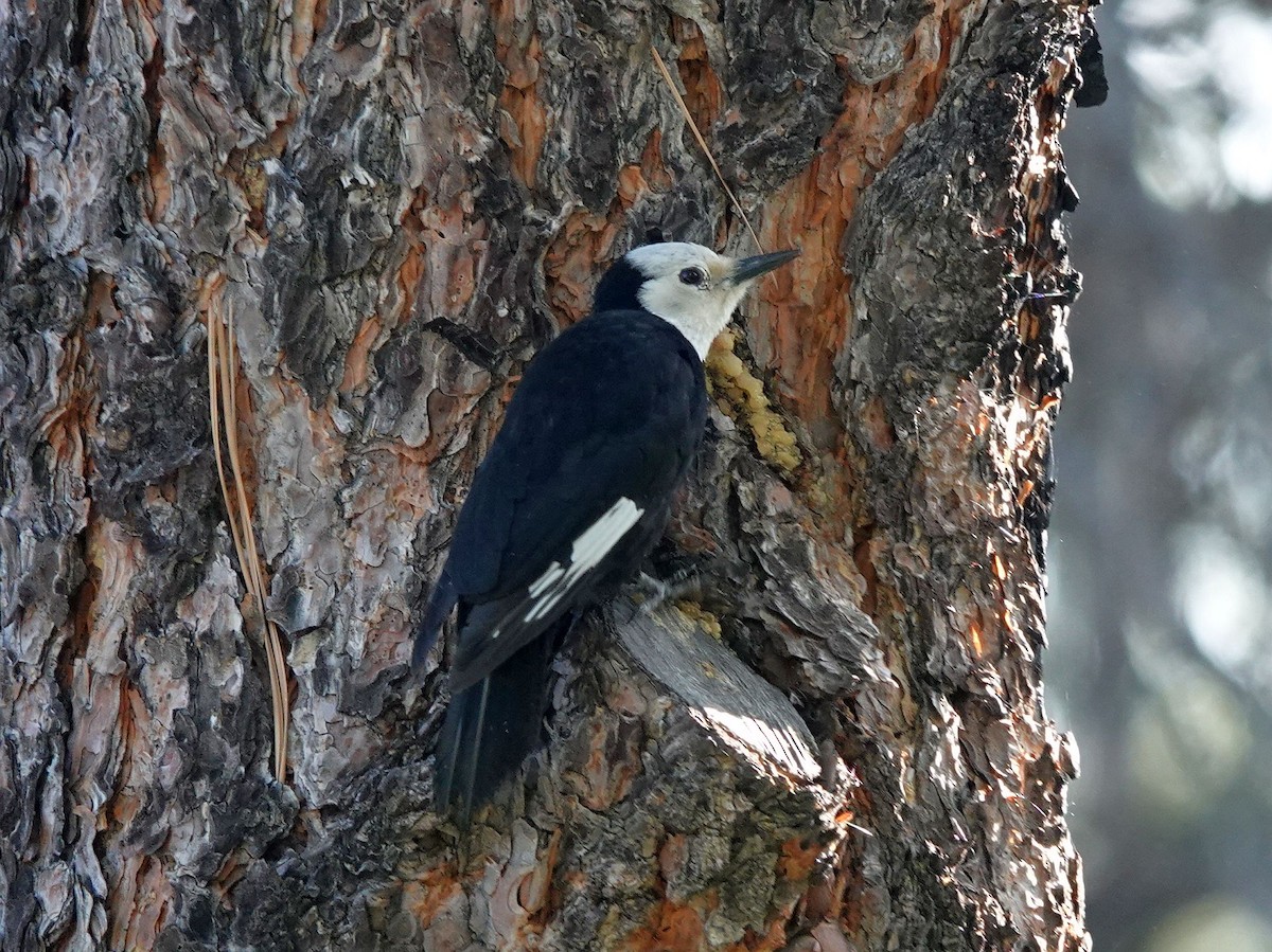 White-headed Woodpecker - ML620120048