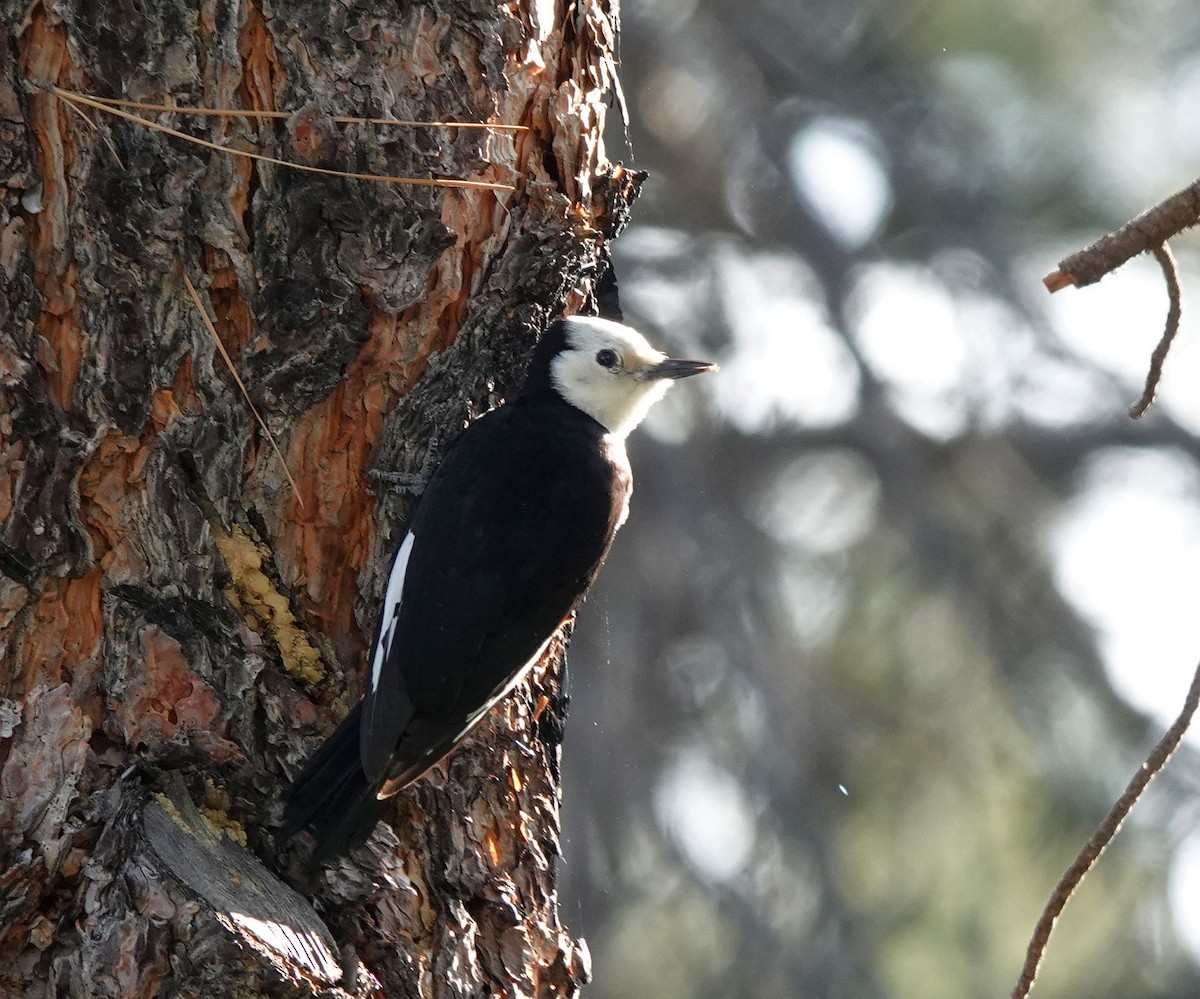 White-headed Woodpecker - ML620120049