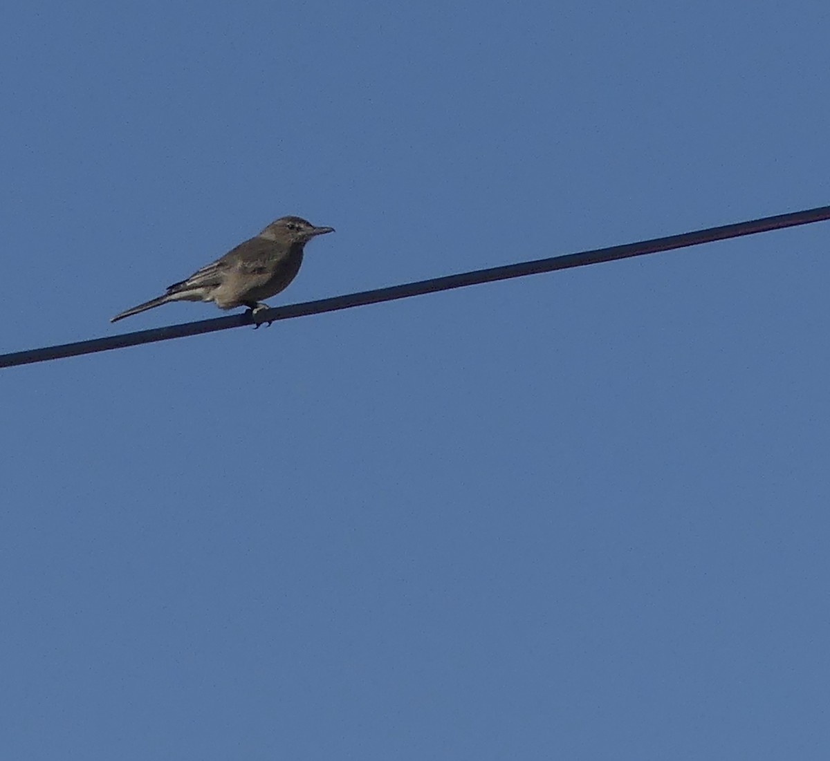 Gray-bellied Shrike-Tyrant - ML620120064