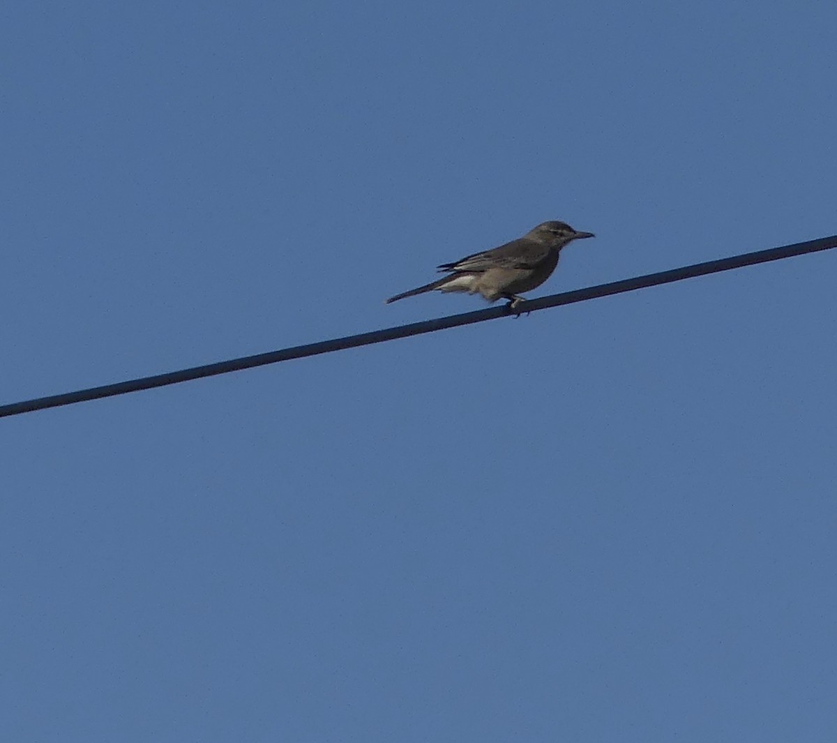 Gray-bellied Shrike-Tyrant - ML620120065