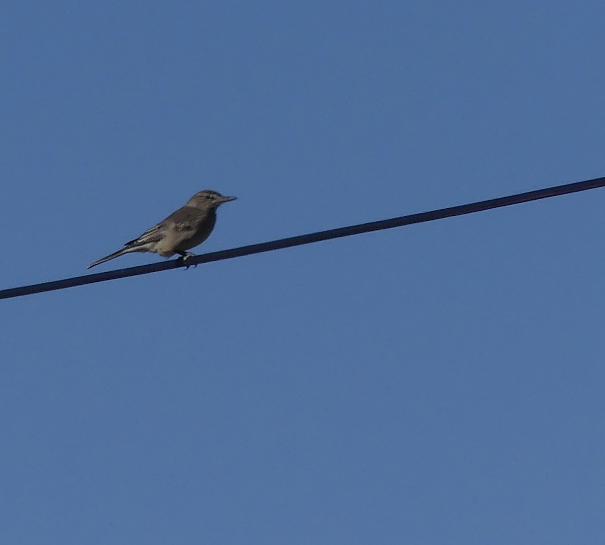 Gray-bellied Shrike-Tyrant - ML620120066