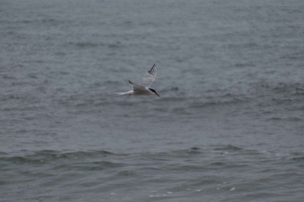 Common Tern - ML620120070