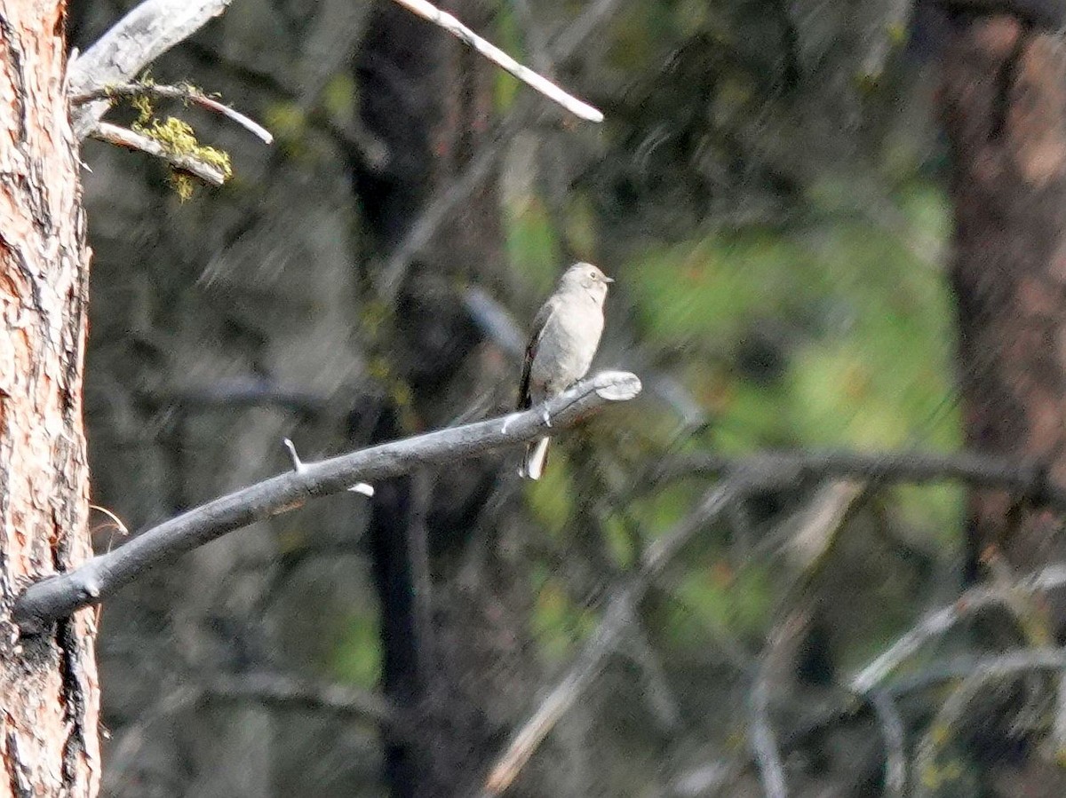 Townsend's Solitaire - ML620120071