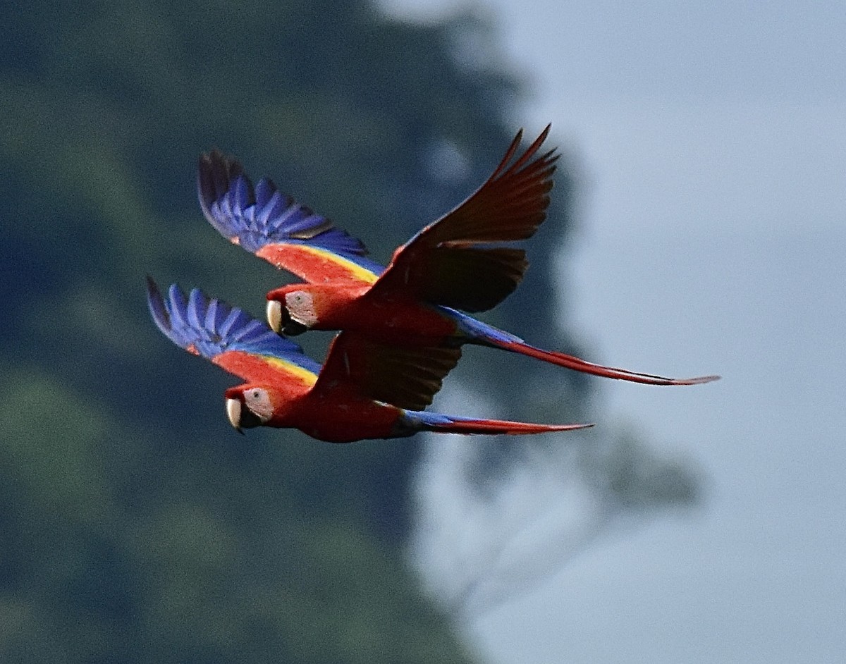 Scarlet Macaw - ML620120091