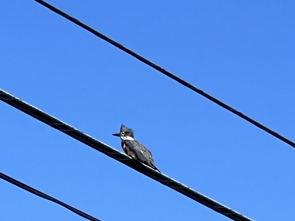 Belted Kingfisher - ML620120102