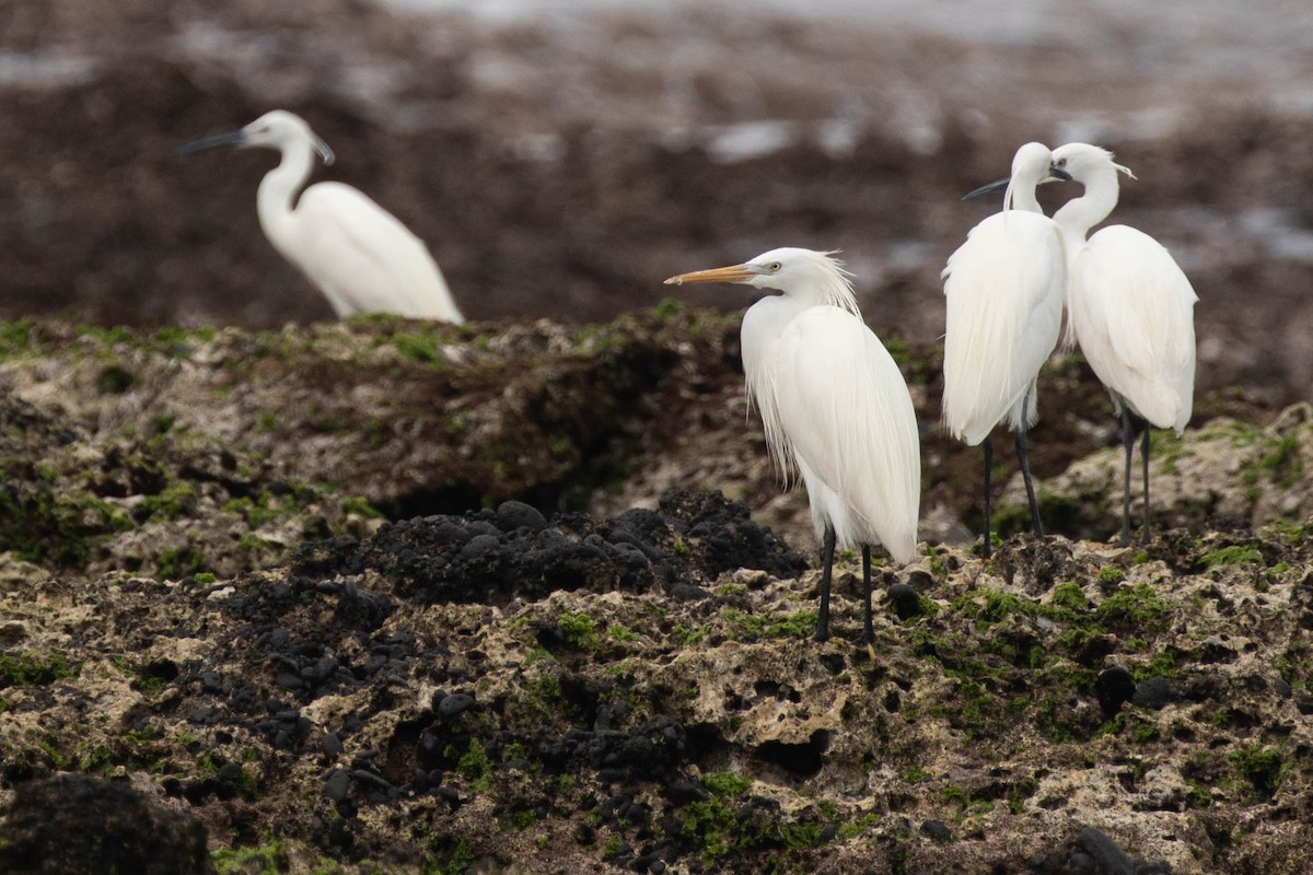 Chinese Egret - ML620120113