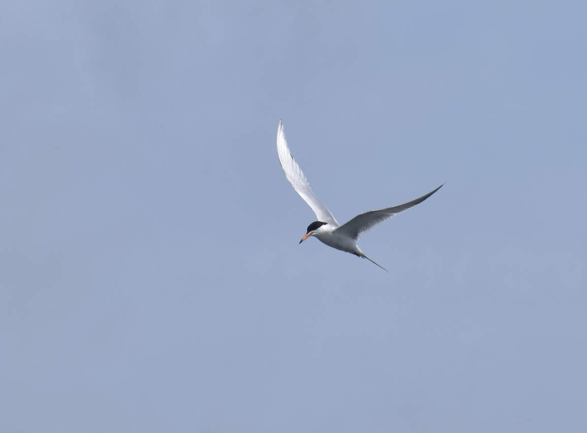 Forster's Tern - ML620120121