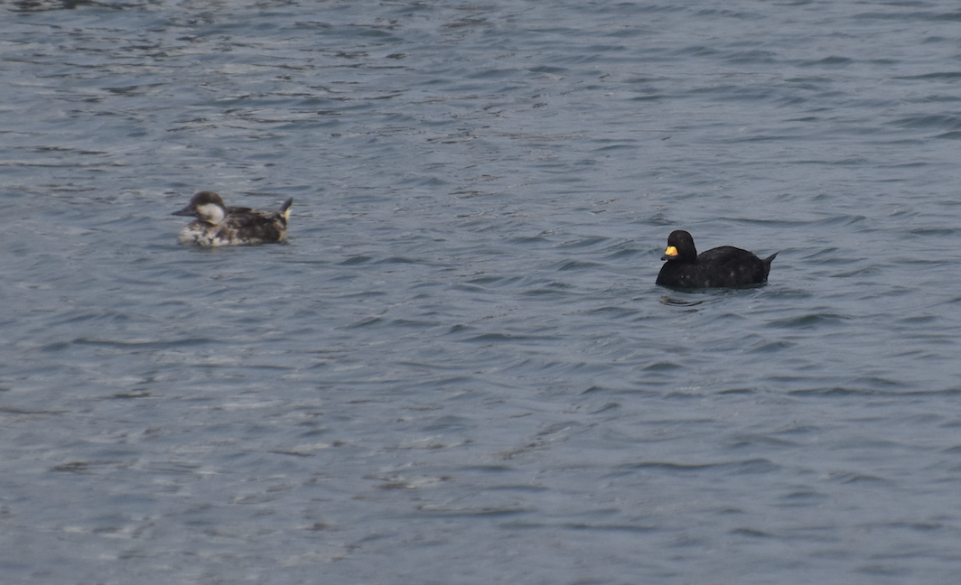 Black Scoter - ML620120127