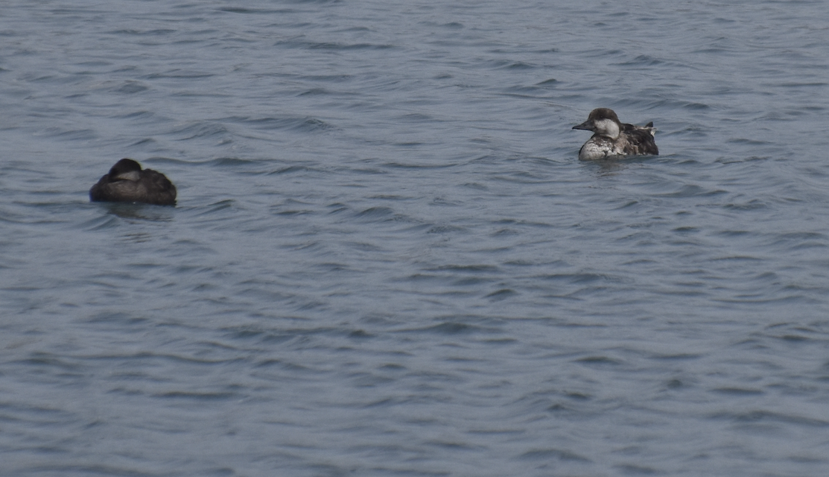 Black Scoter - ML620120128