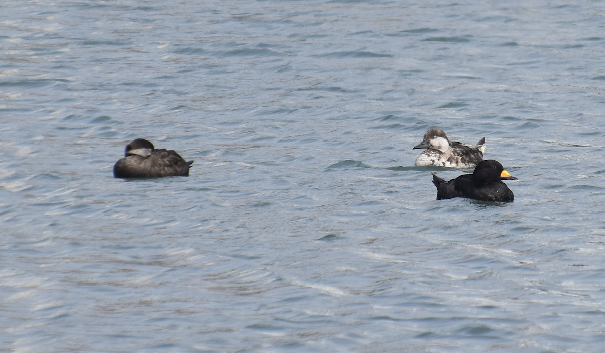 Black Scoter - Joseph Trezza