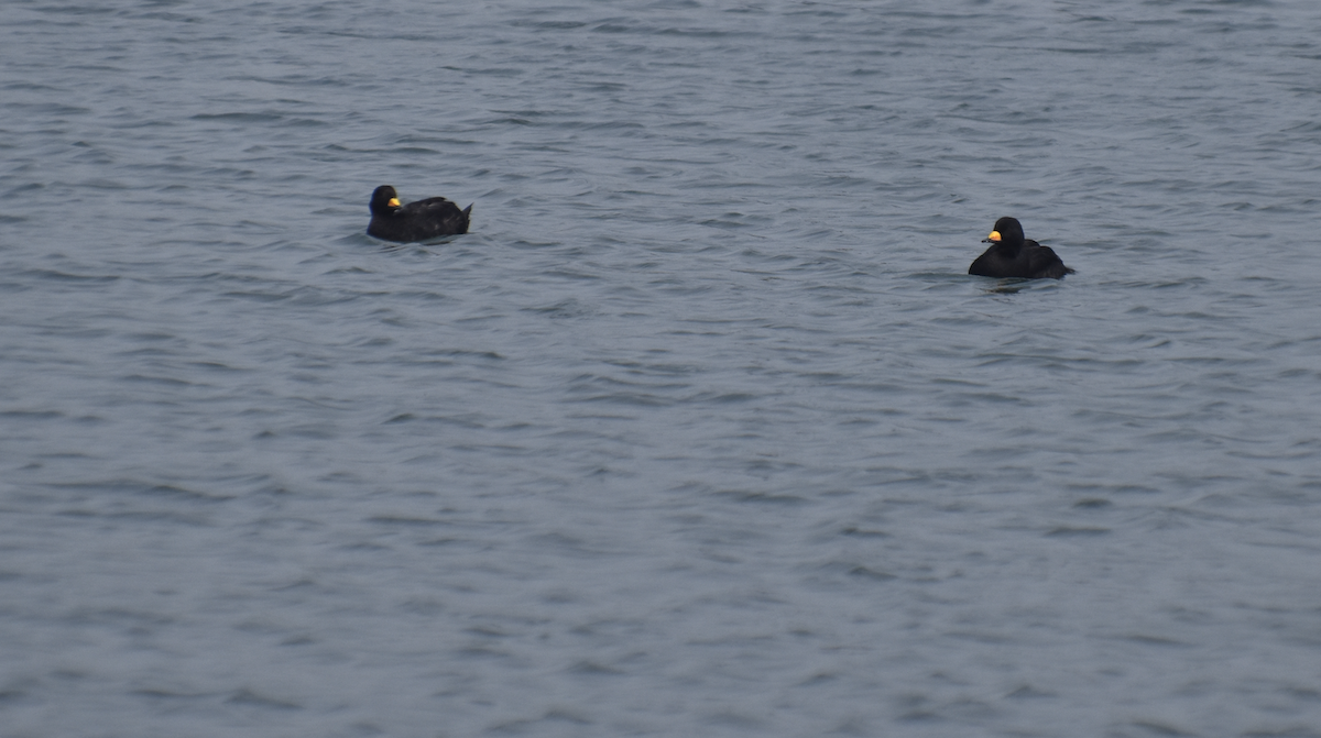 Black Scoter - ML620120132