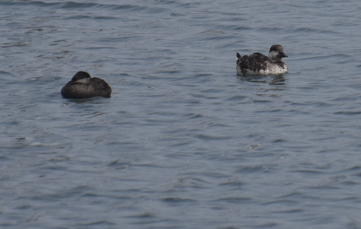 Black Scoter - ML620120133