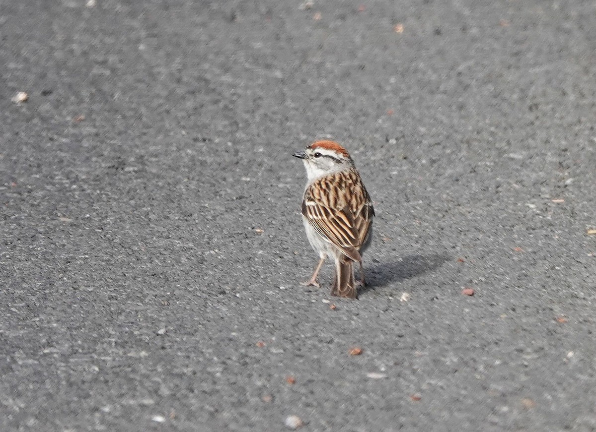 Chipping Sparrow - ML620120134