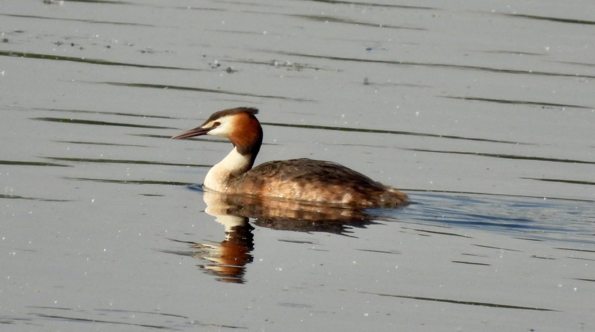Great Crested Grebe - Kathleen Coyle