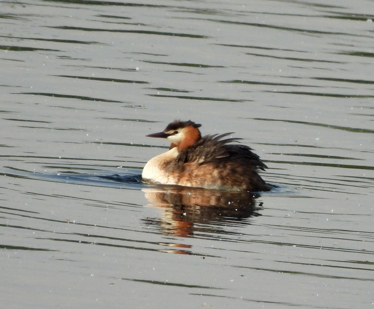 Great Crested Grebe - ML620120139