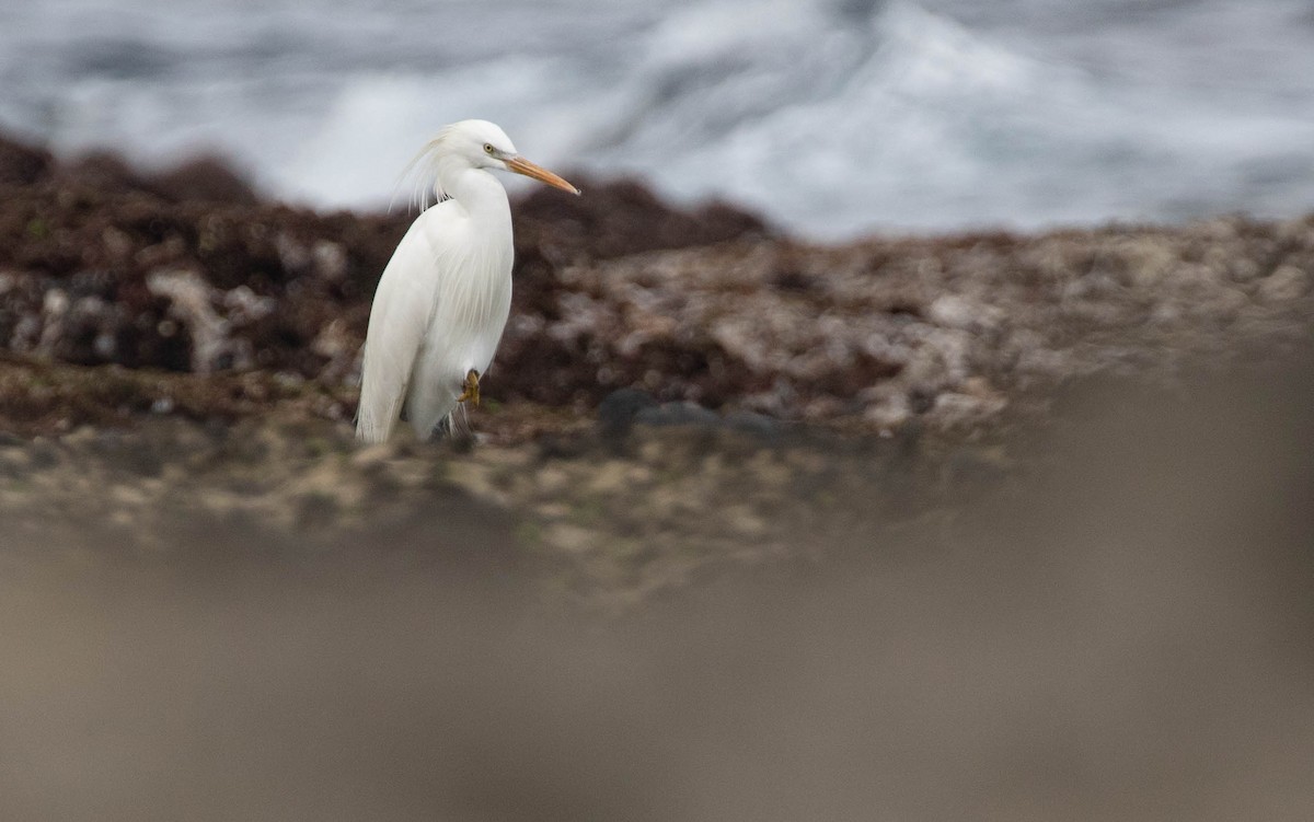 Chinese Egret - ML620120141