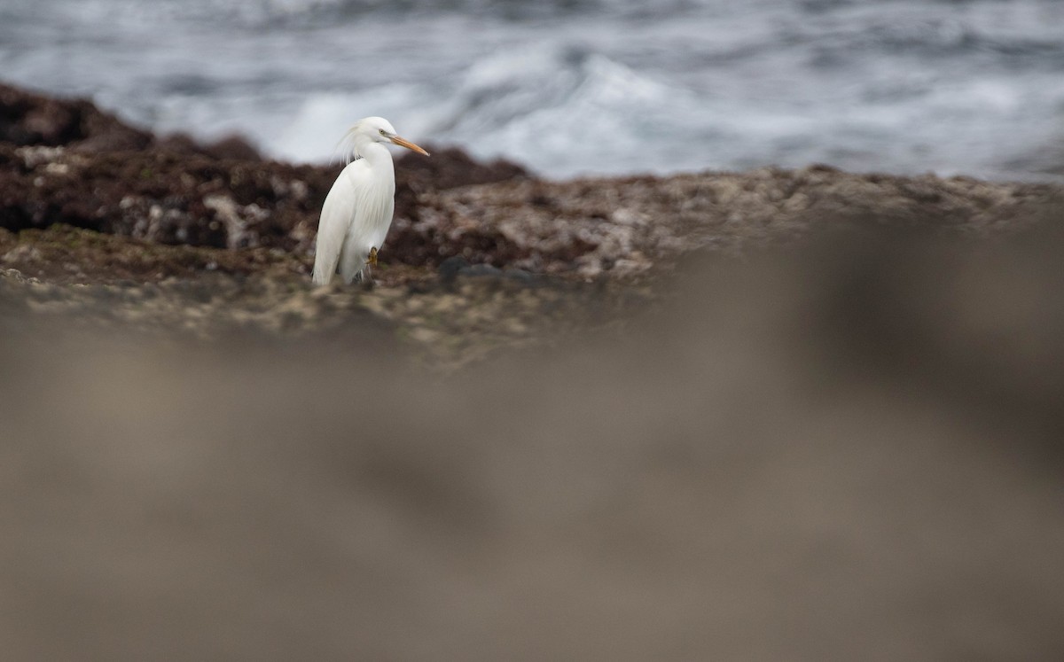 Chinese Egret - Po-Wei Chi