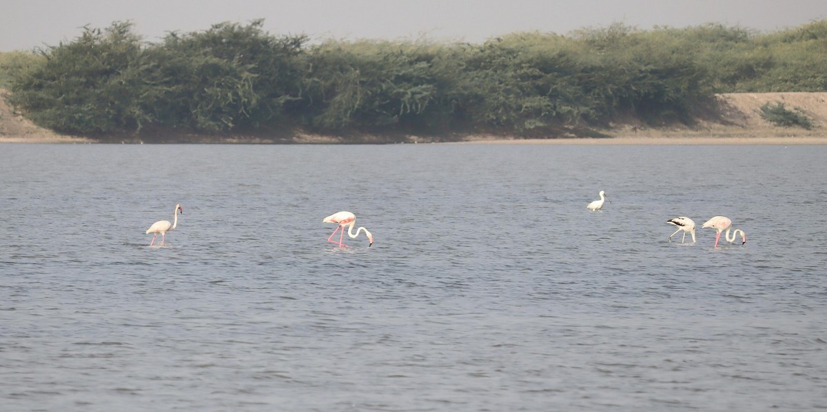 Greater Flamingo - ML620120144