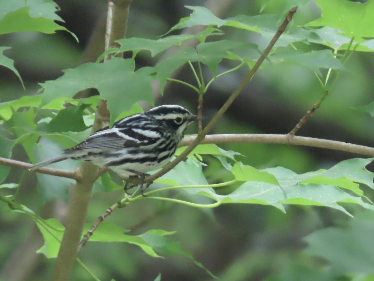 Black-and-white Warbler - ML620120145