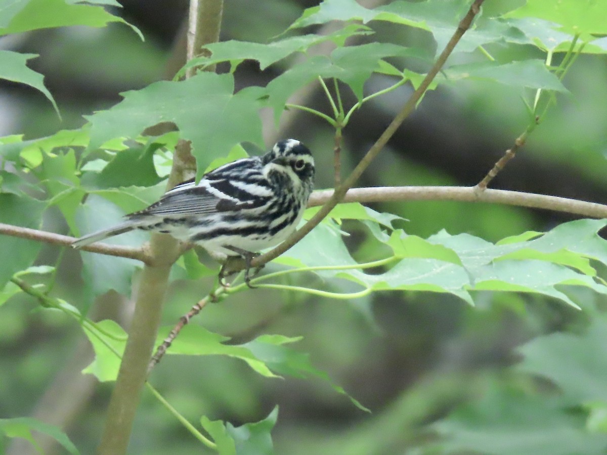 Black-and-white Warbler - ML620120146