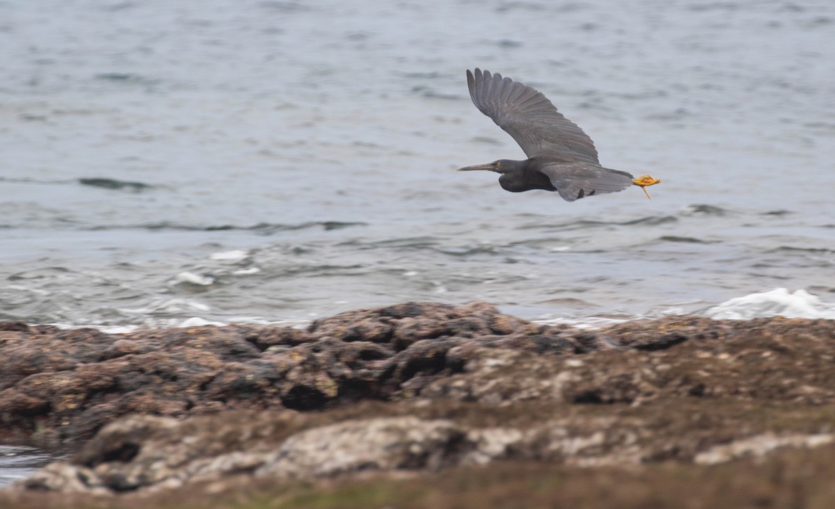 Pacific Reef-Heron - ML620120195