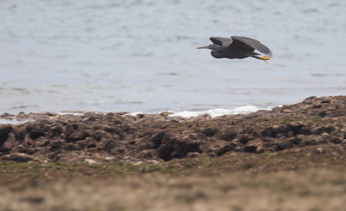 Garceta de Arrecife - ML620120196