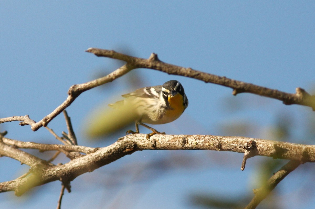 Yellow-throated Warbler - ML620120206