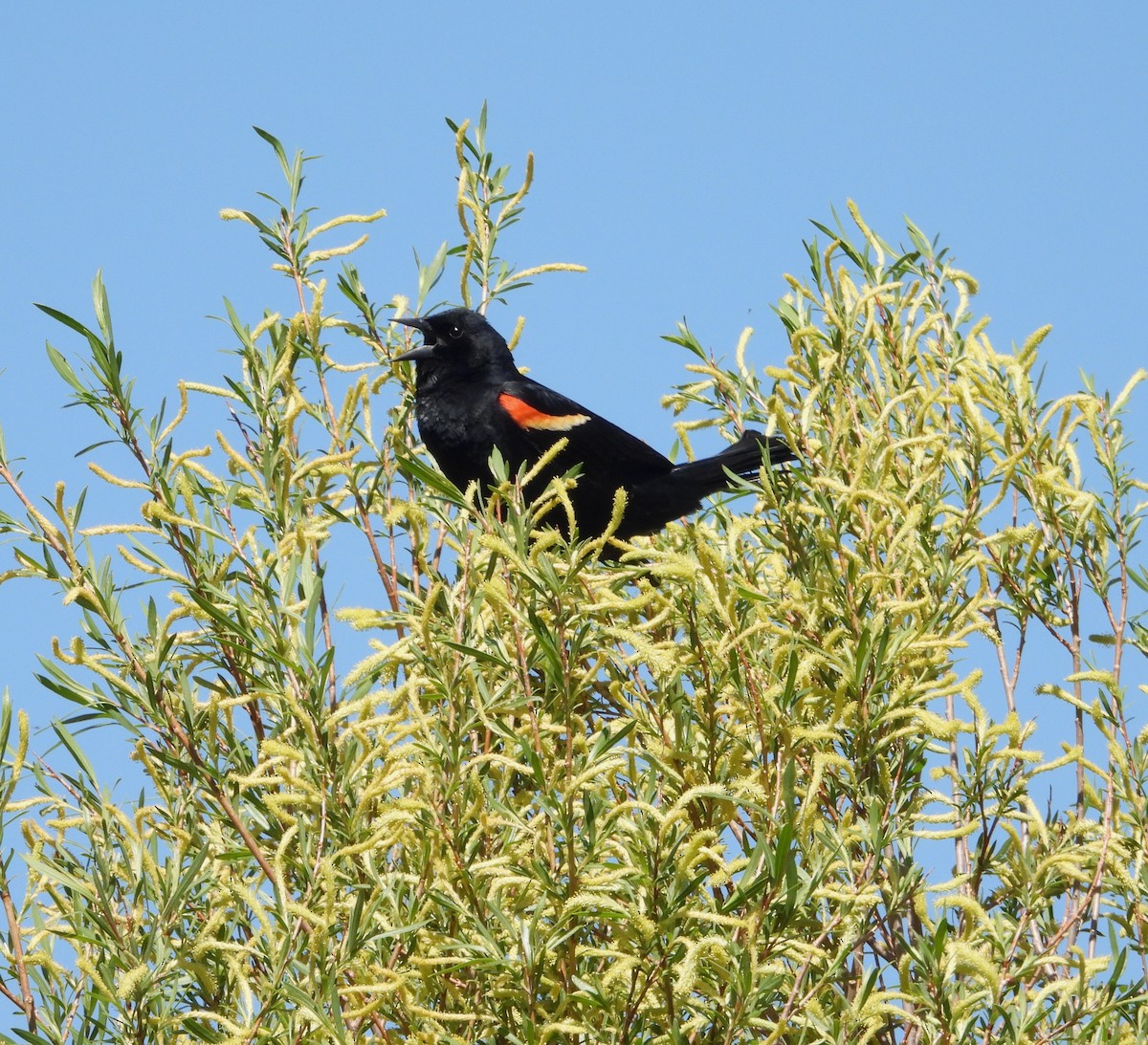 Red-winged Blackbird - ML620120212