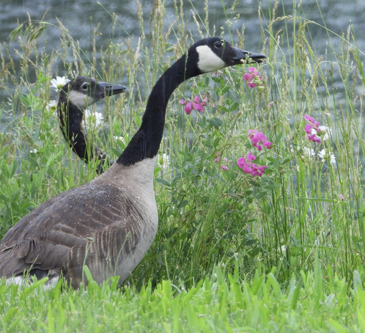 Canada Goose - ML620120215