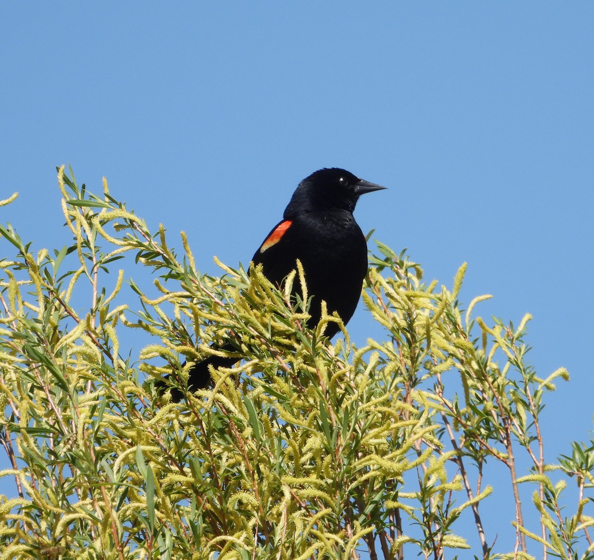Red-winged Blackbird - ML620120223