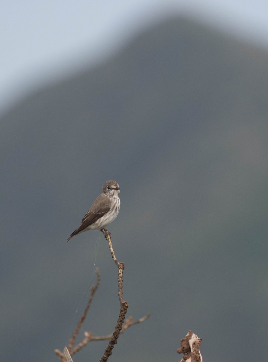 Gray-streaked Flycatcher - Po-Wei Chi