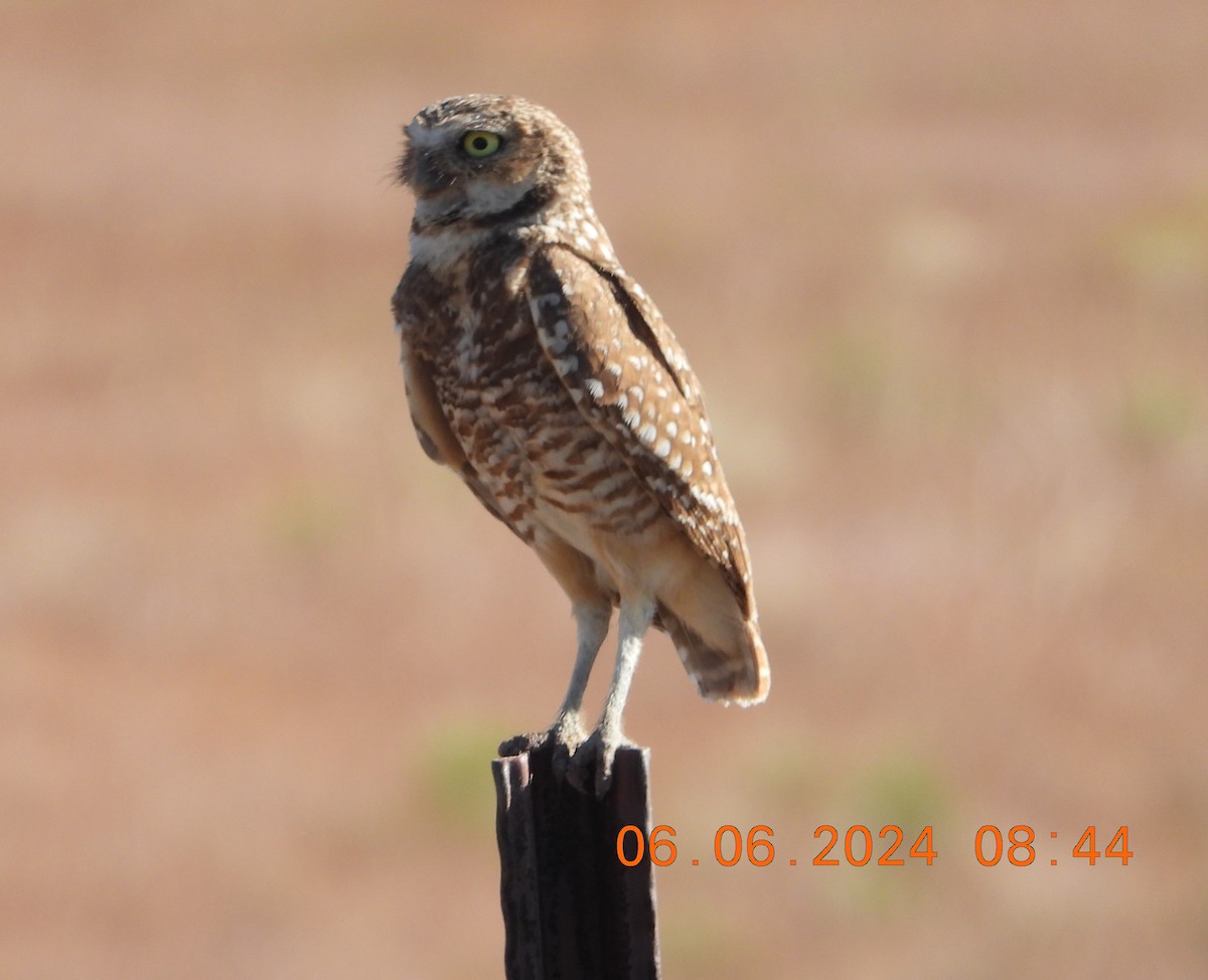 Burrowing Owl - ML620120258