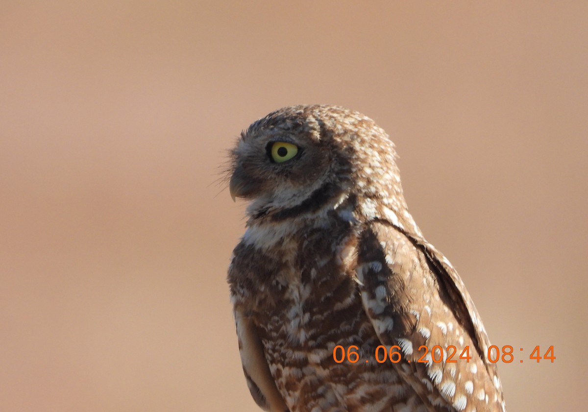 Burrowing Owl - ML620120259